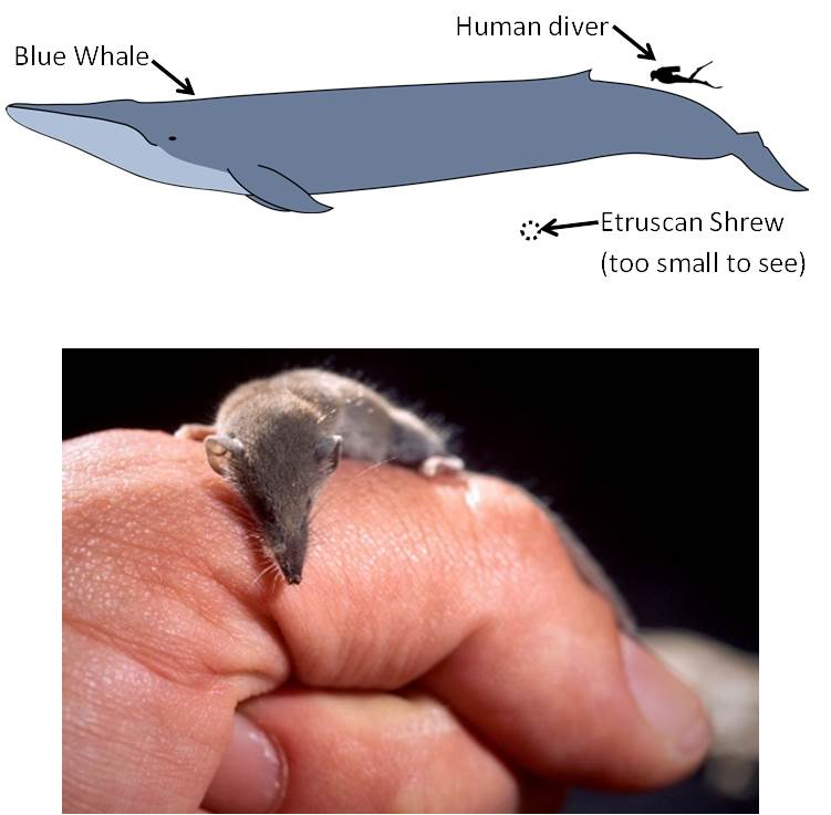 The Etruscan Shrew is much tinier than a human finger and is not even visible in the comparison with a Blue Whale. Top:  Blue whale. Credit: Kurzon. http://commons.wikimedia.org/wiki/File:Blue_whale_size.svg Bottom: Etruscan shrew on a human hand. Credit: Trebol-a. http://commons.wikimedia.org/wiki/File:Suncus_etruscus.jpg