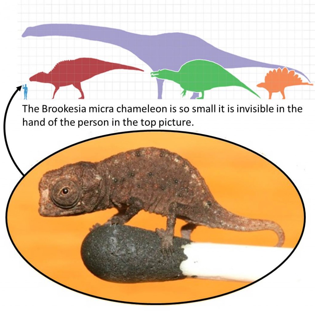Top: Some of the largest dinosaurs compared to a human. Credit: Matt Martyniuk. License CC BY-SA 3.0. Bottom: Brookesia micra chameleon on the head of a match. Credit: Frank Glaw, Jörn Köhler, Ted M. Townsend, Miguel Vences, http://journals.plos.org/plosone/article?id=10.1371/journal.pone.0031314, license: CC BY 2.5.